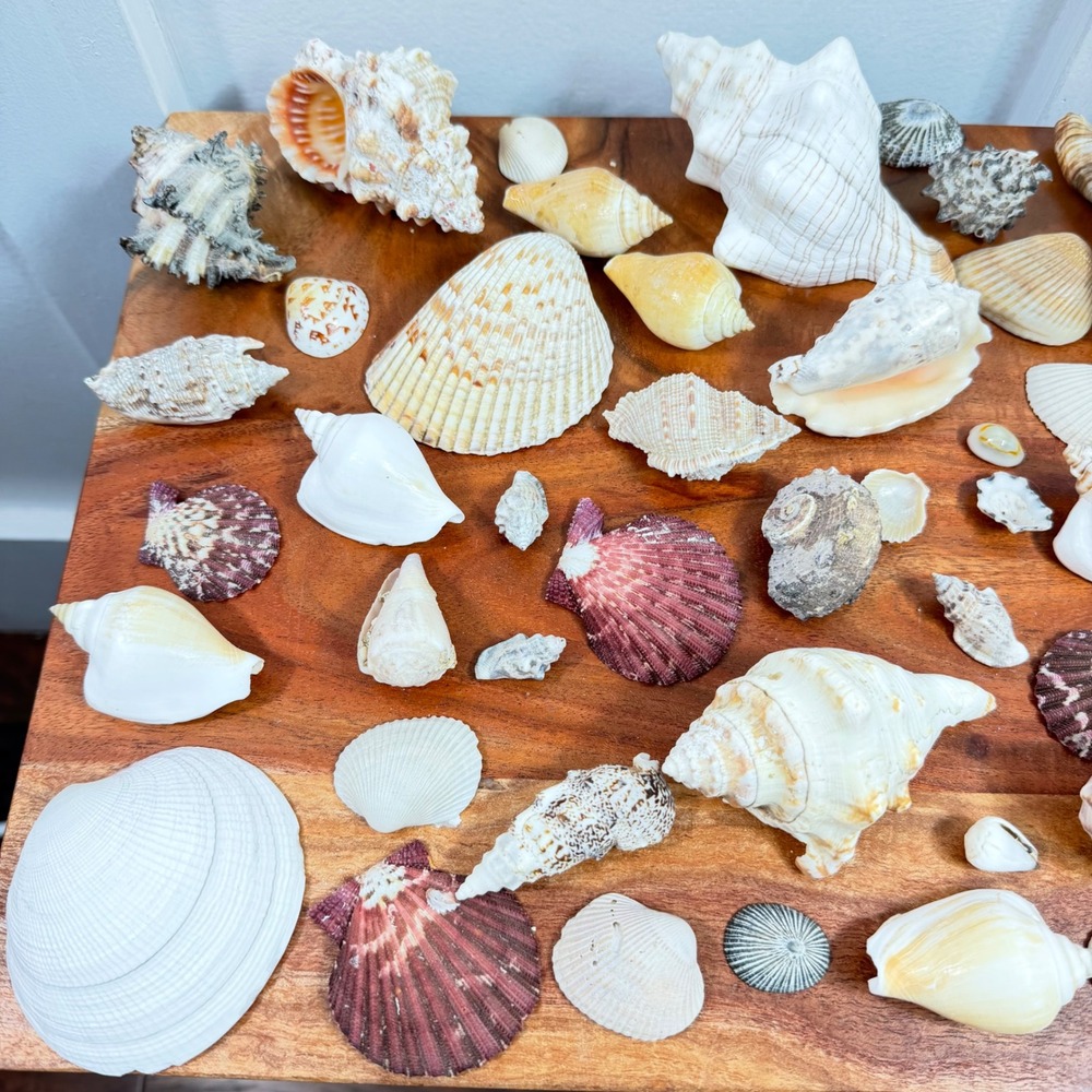 Large Assorted Sea Shell Collection Natural Conch Scallop Whelk Beach Decor Lot - Picture 5 of 16